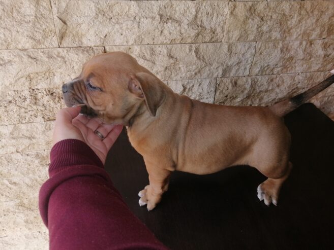 Pocket Bully pups available