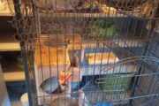 Chinchilla Cage R 3800