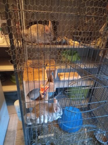 Chinchilla Cage R 3800