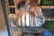 Chinchilla Cage R 3800