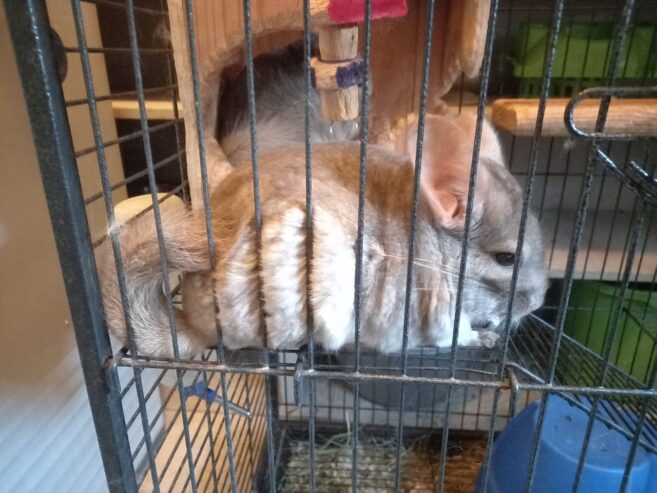 Chinchilla Cage R 3800