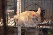 Chinchilla Cage R 3800