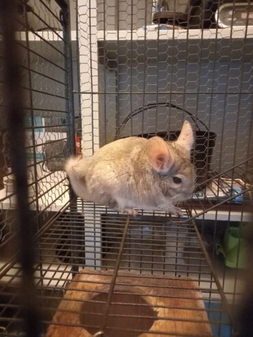 Chinchilla Cage R 3800