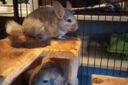 Chinchilla Cage R 3800