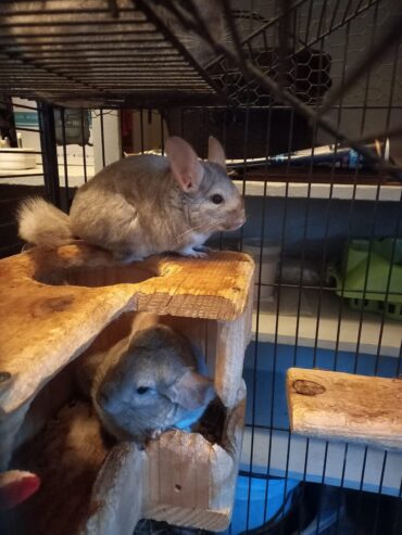 Chinchilla Cage R 3800