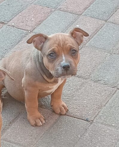 Pocket Bully pups available