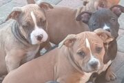 Pocket Bully pups available