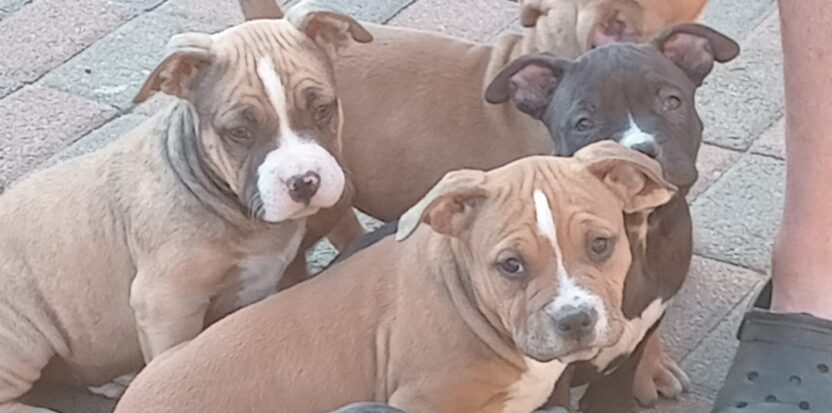 Pocket Bully pups available