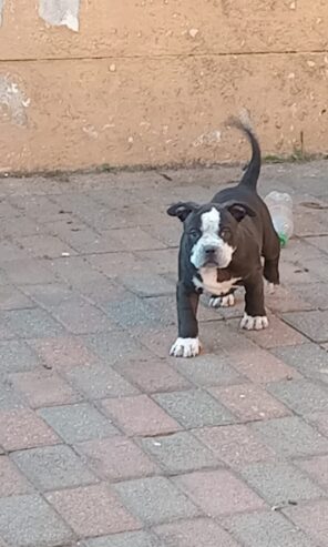 Pocket Bully pups available