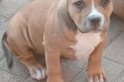 Pocket Bully pups available