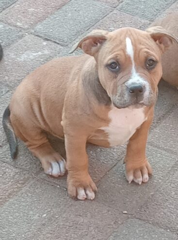 Pocket Bully pups available