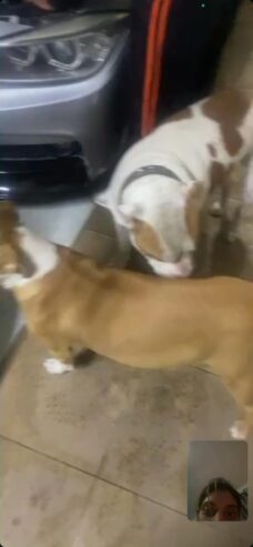 American bully X pitbull pups forsale