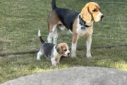 Beagle puppies for sale