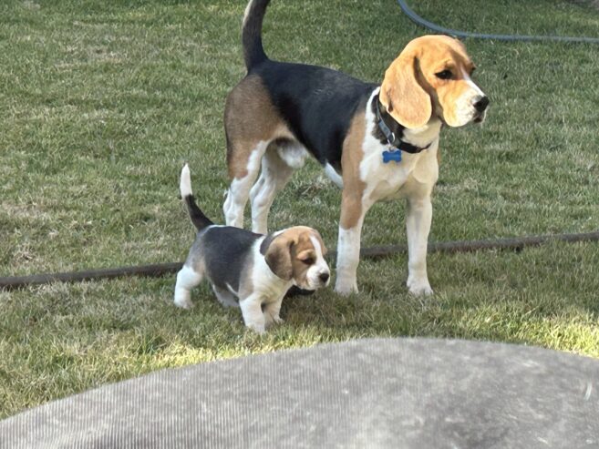 Beagle puppies for sale