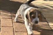 Beagle puppies for sale