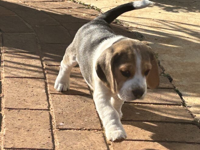 Beagle puppies for sale