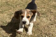 Beagle puppies for sale