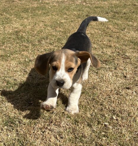 Beagle puppies for sale