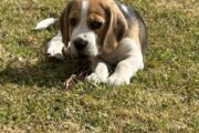 Beagle puppies for sale