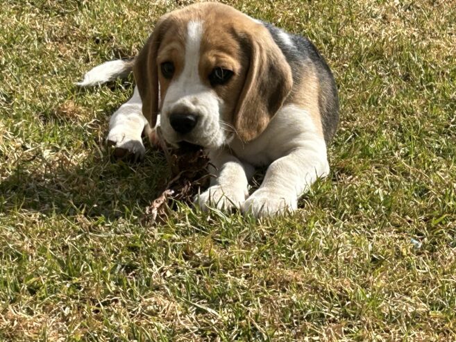 Beagle puppies for sale