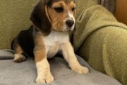 Beagle puppies for sale