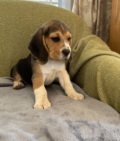 Beagle puppies for sale