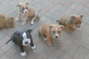 Pocket Bully pups available