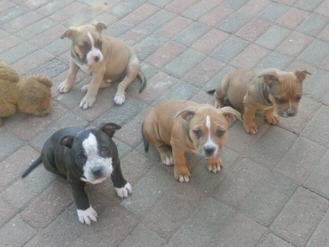 Pocket Bully pups available