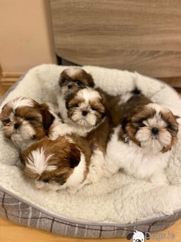 Cute Shih Tzu babies