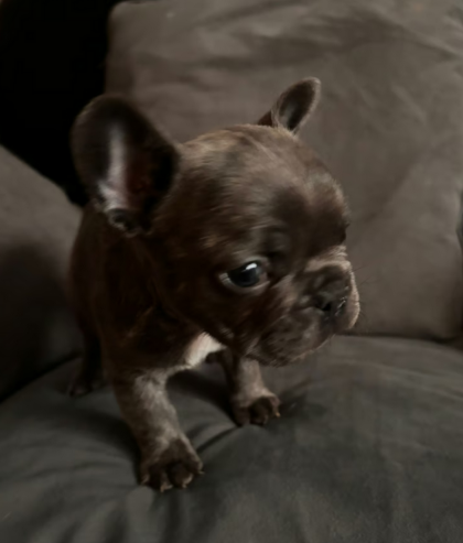 French bulldog puppies