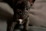 French bulldog puppies