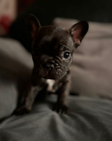 French bulldog puppies