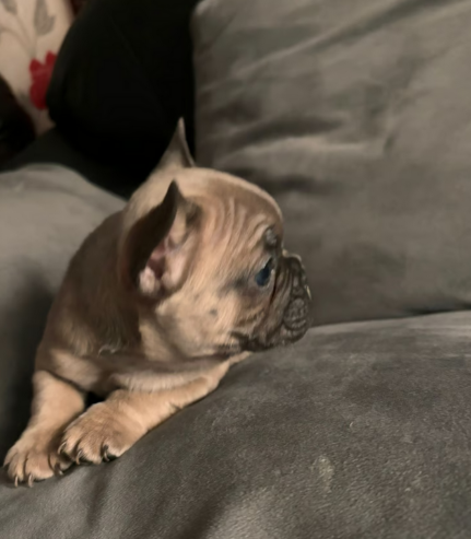 French bulldog puppies