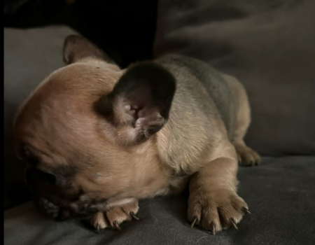 Screenshot-2024-07-01-at-00-38-50-French-bulldog-puppies-in-Staines-upon-Thames-Surrey-Gumtree