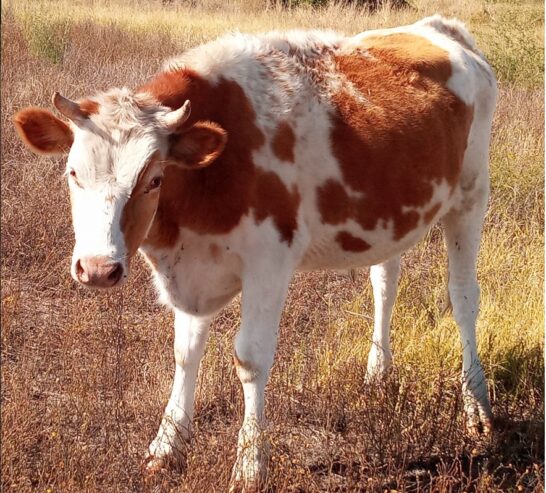 OXEN FOR SALE