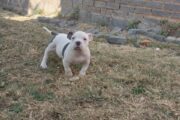 American bully puppies are available for a new home female and male