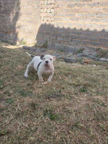 American bully puppies are available for a new home female and male