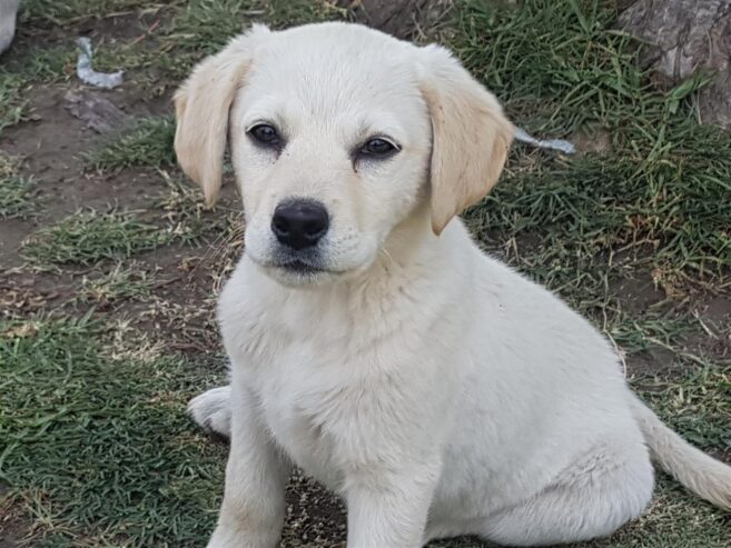 Cute Golden Labrador babies