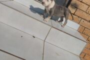 American bully puppies are available for a new home female and male