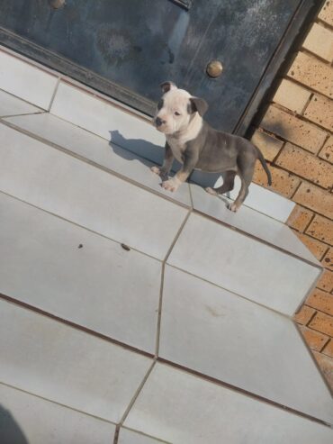 American bully puppies are available for a new home female and male