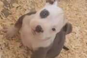 American bully puppies are available for a new home female and male