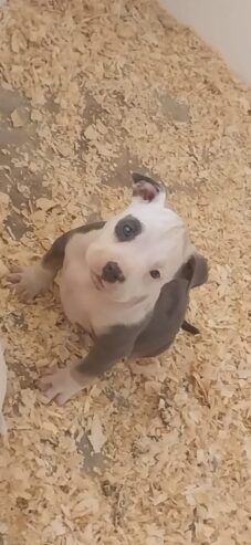 American bully puppies are available for a new home female and male