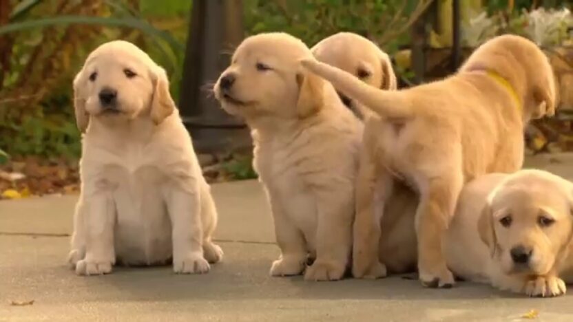 The cutest Golden Labrador babies