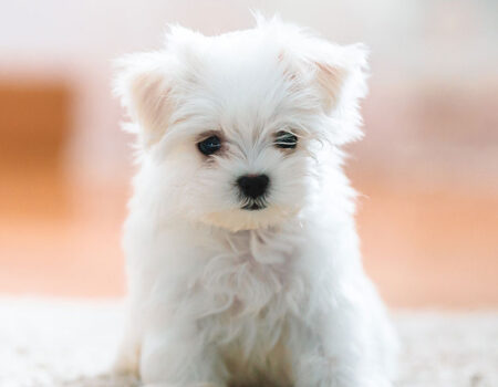 teacup-maltese-HP-long-1