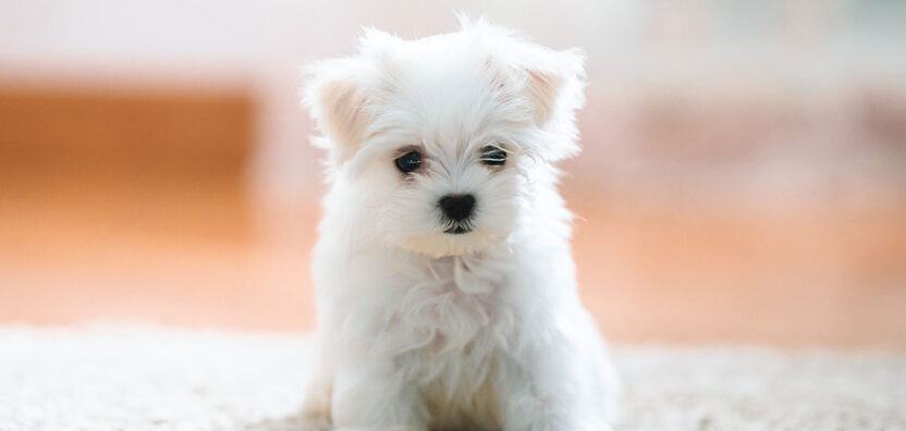 Cute Miniature Maltese babies