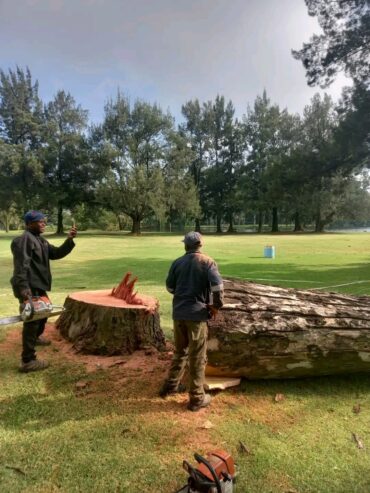 Tree Felling and rubble removal