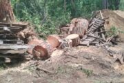 Tree Felling and rubble removal