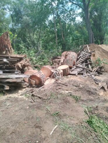 Tree Felling and rubble removal