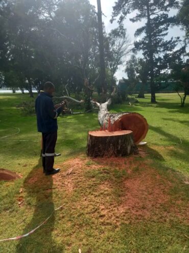 Tree Felling and rubble removal