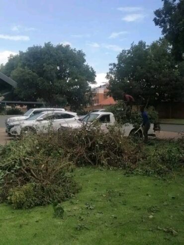 Tree Felling and rubble removal